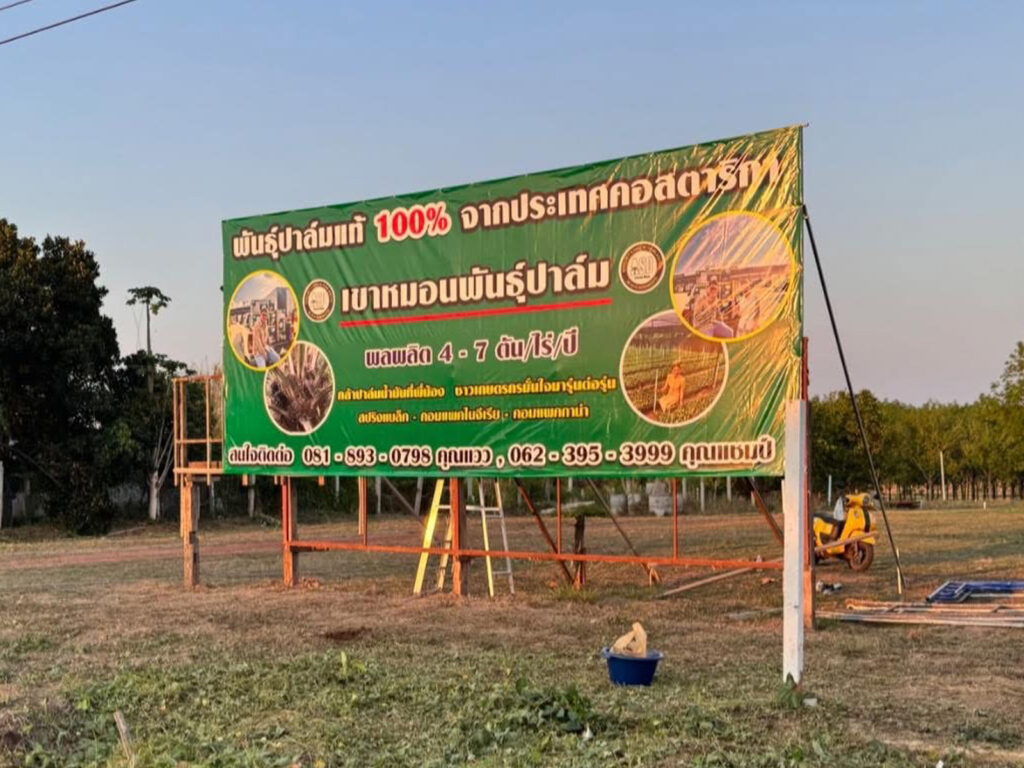 ยกระดับนำเข้าพันธุปาล์ม การปลูกปาล์มในอีสาน! “เขาหมอนพันธุ์ปาล์ม” นำเข้าพันธุ์คุณภาพสูง ให้ผลผลิตคุ้มค่า